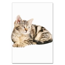 Notebooks A5 with print Cute Kitten -