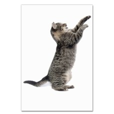 Notebooks A5 with print Funny Grey Kitten -