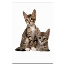 Notebooks A5 with print Two Cute Kittens -