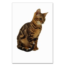 Notebooks A5 with print Cat Sits -