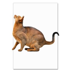 Notebooks A5 with print Abissianian Cat -