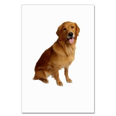Notebooks A5 with print Golden Retriever -