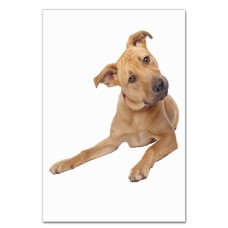 Notebooks A5 with print Begging Dog -