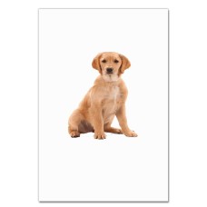 Notebooks A5 with print Cute Puppy -