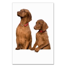 Notebooks A5 with print Two Dogs Look Somewhere -