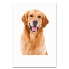 Notebooks A5 with print Funny Golden Retriever -