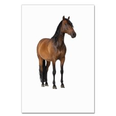 Notebooks A5 with print Funny Horse -