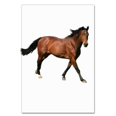 Notebooks A5 with print Horse Walks -