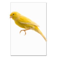 Notebooks A5 with print Yellow Bird -