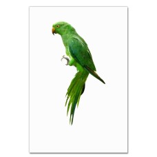 Notebooks A5 with print Green Parrot -