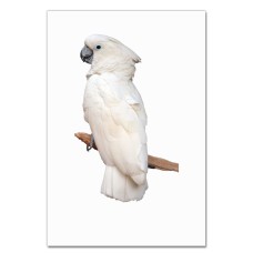 Notebooks A5 with print White Parrot -