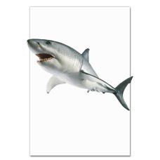 Notebooks A5 with print White Shark -