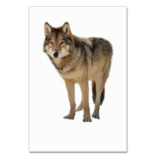 Notebooks A5 with print Wild Wolf -