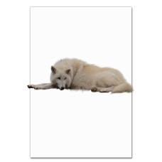 Notebooks A5 with print White Wolf -