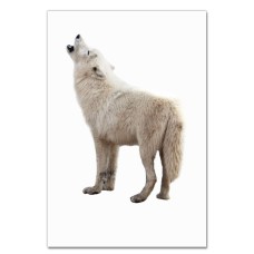Notebooks A5 with print White Wolf Howls -