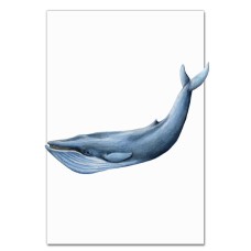 Notebooks A5 with print Blue Whale -