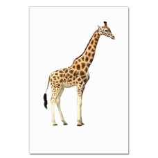 Notebooks A5 with print Giraffe -