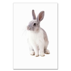 Notebooks A5 with print White And Grey Rabbit -