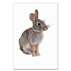 Notebooks A5 with print Wild Rabbit Sits -