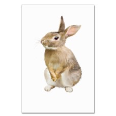 Notebooks A5 with print Cute Rabbit -