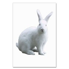 Notebooks A5 with print White Rabbit -