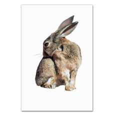 Notebooks A5 with print Wild Rabbit Scratches -