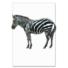 Notebooks A5 with print Zebra -