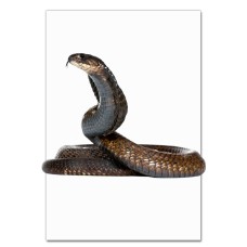 Notebooks A5 with print Snake With Tongue -