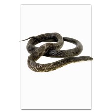 Notebooks A5 with print Snake Lies -