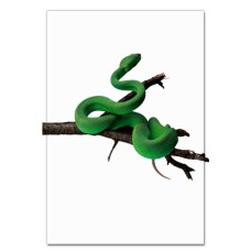 Notebooks A5 with print Green Snake On Tree -