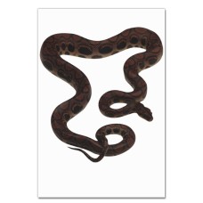 Notebooks A5 with print Cute Snake With Circles -