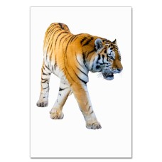 Notebooks A5 with print Tiger Walks -