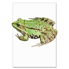 Notebooks A5 with print Green Frog -