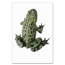 Notebooks A5 with print Green Frog With Black Spots -