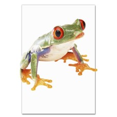 Notebooks A5 with print Frog With Orange Eyes -