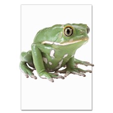 Notebooks A5 with print Funny Frog From Cartoon Print -