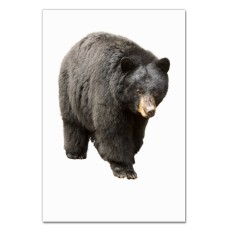 Notebooks A5 with print Dark Brown Bear Walks -