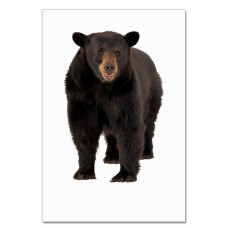 Notebooks A5 with print Funny Bear -