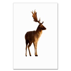 Notebooks A5 with print Dear With Big Horns -