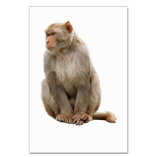 Notebooks A5 with print White Monkey -