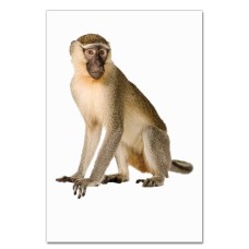 Notebooks A5 with print Funny Monkey -