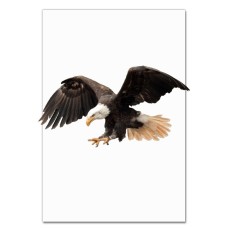 Notebooks A5 with print Eagle Flies -