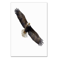Notebooks A5 with print Dioganal Eagle -