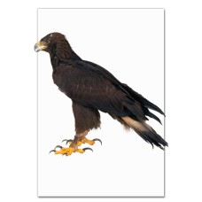 Notebooks A5 with print Eagle Stands -