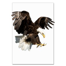 Notebooks A5 with print Eagle Hunts -