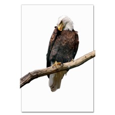 Notebooks A5 with print Eagle Sits On Stick -