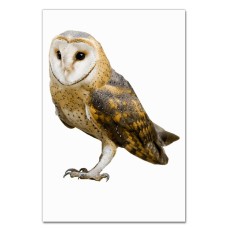 Notebooks A5 with print Brown Owl -