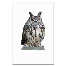 Notebooks A5 with print Angry Funny Owl -