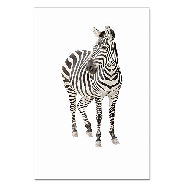 Notebooks A5 with print Zebra Stands -