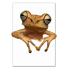 Notebooks A5 with print Yellow Frog -